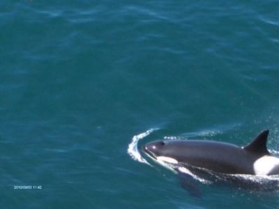 Orca whale around the San Juan Islands Washington
