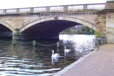 Swans in Hyde Park