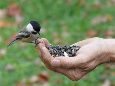 Chickadee